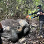 Jejak Terakhir Gajah di Ukui
