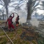 Karhutla Awal Tahun Tembus 1.041 Hektare, 11 Daerah di Riau Terdampak – Status Siaga Darurat Diperkuat