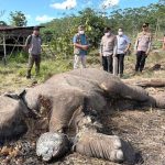 konservasi-riau-berduka-lagi-seeko