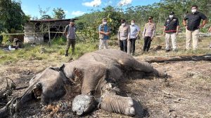 konservasi-riau-berduka-lagi-seeko