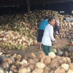 balipostcom_desa-bantas-maksimalkan-potensi-kelapa_01