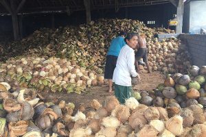 balipostcom_desa-bantas-maksimalkan-potensi-kelapa_01