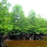 Tahukah Kamu Fungsi Menjaga Mangrove..?